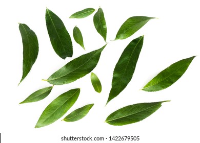 Green Leaves, Willow. On White Background.