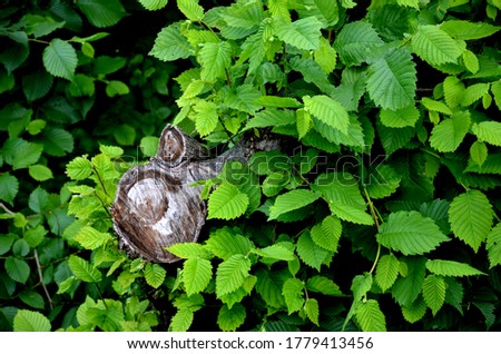 Image, Stock Photo Lantern over hedge Town