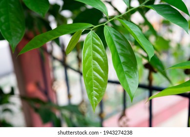 Green leaves of  ylang ylang flower on tree 