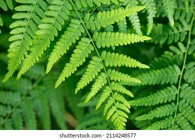 Green leaves of a young fern in spring and early morning under the bright sun - Powered by Shutterstock