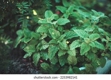 Green leaves of young Melissa. Lemon balm. Herb garden. High quality photo