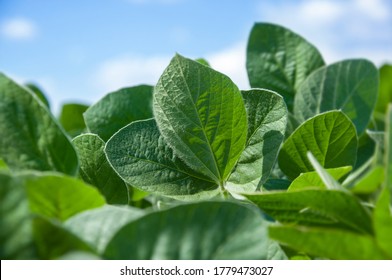 Green Leaves Of A Young Green Soybean Plant On A Background Of Blue Sky With Clouds. Agricultural Plant During Active Growth And Flowering In The Field. Selective Focus.