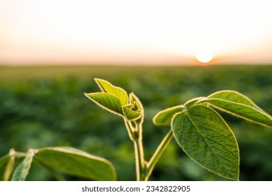 Green leaves of a young green soybean plant on a background of sunset. Agricultural plant during active growth and flowering in the field. Selective focus. - Shutterstock ID 2342822905