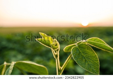 Green leaves of a young green soybean plant on a background of sunset. Agricultural plant during active growth and flowering in the field. Selective focus.