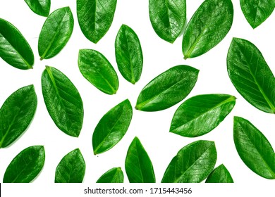 Green leaves of Zamioculcas zamiifolia on white background. Top view. Copy space. Texture of green leaves. - Shutterstock ID 1715443456