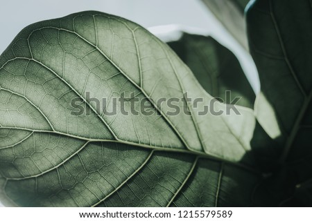 Green leaves zoom up detail of leaf, vintage color tone.