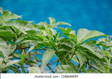 Green leaves,white spotted  leaf nature .The leafs with blue water of swimming pool blurred background  at the outdoor park.