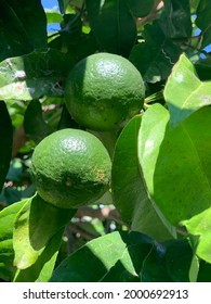 Green Lemon From Capri Island