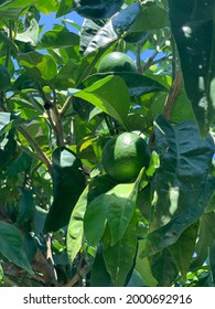 Green Lemon From Capri Island