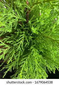 Green Lemon Cypress Plant During Spring