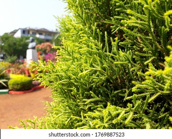 Green Lemon Cypress Tree In India. 