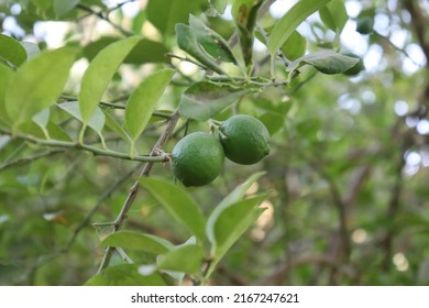 Green Lemon Fruits (Citrus Limon) On A Tree In Nature