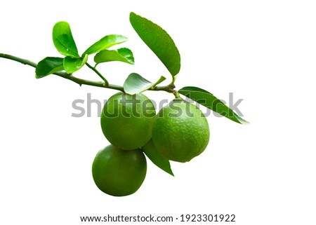 Green lemon on the tree isolated on the white background, an excellent source of vitamin C. blurred green lime on the tree. selective focus the Lemon leaf
