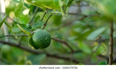 
Green Lemon Tree In The Backyard