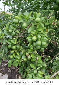 Green Lemon Tree Full of Fruit in Organic Orchard
Green lemon tree full of fresh unripe lemons in organic orchard. Lush green leaves and natural farm background with soil. Concept of agriculture, harvest, organic farming, sustainability, and healthy food production.
