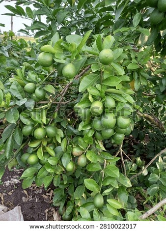 Green Lemon Tree Full of Fruit in Organic Orchard
Green lemon tree full of fresh unripe lemons in organic orchard. Lush green leaves and natural farm background with soil. Concept of agriculture, harvest, organic farming, sustainability, and healthy food production.
