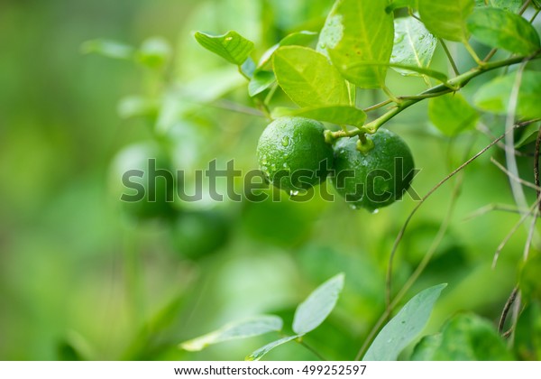 green lemon, lemon tree, lime tree,Lime green
tree hanging from the
branches.