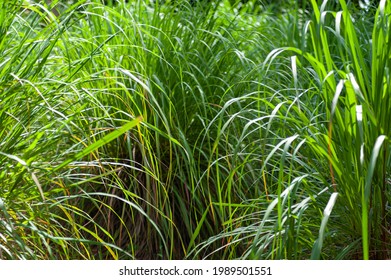 Green Lemongrass Brunches In Wild Life, Close-up