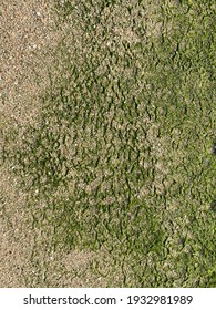 Green Lemongrass Pattern On The Sand