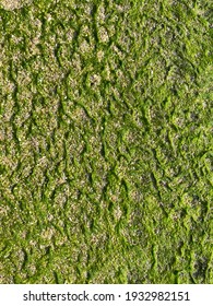 Green Lemongrass Pattern On The Sand