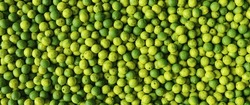 Green Lemons Limes As A Background, Banner Size