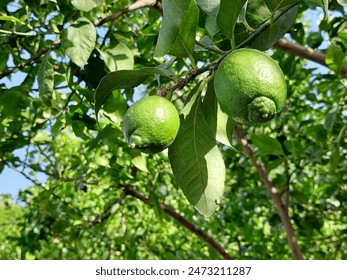 Green lemons on a branch in the garden close-up. - Powered by Shutterstock