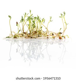 Green lentil sprouts isolated on white, macro food photo. Sprouting French green lentils, also called Puy lentils. Green seedlings and young plants of Lens esculenta puyensis, a healthy microgreen. - Powered by Shutterstock