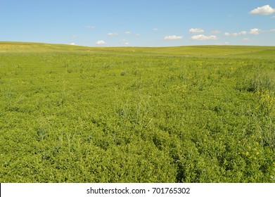 Green Lentils Field Pictures, Green Lentils In The Field While Waiting To Mature, 