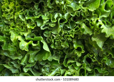 Green lettuce. 