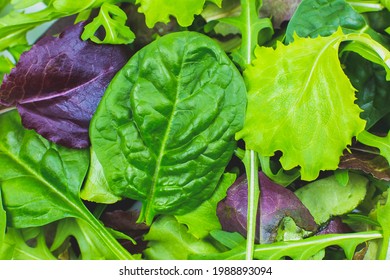 Green Lettuce, Arugula And Spinach Leaves Close Up. Fresh Salad Texture Background. Vegetarian, Healthy Food. Vegetable And Vitamins Products. Macro Photo.