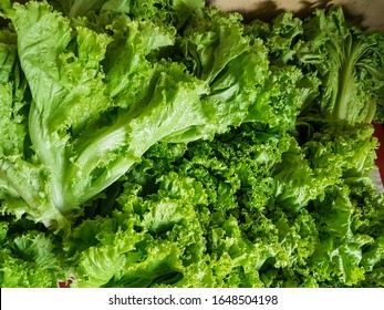 Kebun Sayur Images Stock Photos Vectors Shutterstock