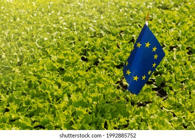 A Lot Of Green Lettuce Grows On The Plantation, Among The Plants There Is An Eu Flag, Concept