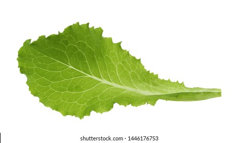 Green Lettuce Leaf Isolated Without Shadow