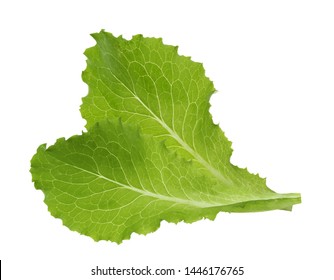 Green Lettuce Leaf Isolated Without Shadow