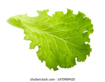 Green Lettuce Leaf Isolated Without Shadow