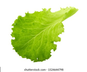 Green Lettuce Leaf Isolated Without Shadow