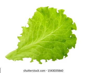 Green Lettuce Leaf Isolated Without Shadow