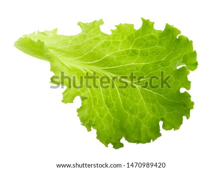 Green lettuce leaf isolated without shadow