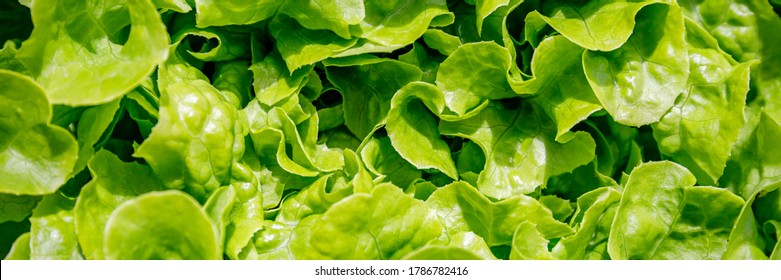 Grüner Salat hinterlässt Hintergrund. Lactuca sativa grüne Blätter, Nahaufnahme. Leaf Lettuce auf Gartenbett, Banner
