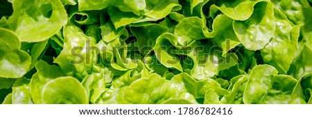 Green Lettuce leaves background. Lactuca sativa green leaves, closeup. Leaf Lettuce in garden bed, banner