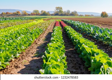 Vegetable Garden Rows Images Stock Photos Vectors Shutterstock