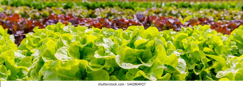 Green Lettuce leaves on garden beds in the vegetable field. Gardening background with green Salad plants in the open ground, banner. Lactuca sativa green leaves, closeup. Leaf Lettuce in garden bed