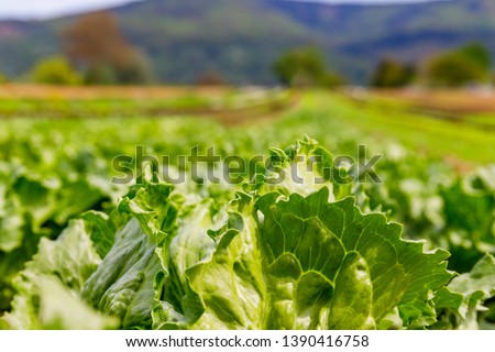 Green Lettuce leaves on garden beds in the vegetable field.  Gardening  background with green Salad plants in open ground, close up. Lactuca sativa green leaves, closeup.  Leaf Lettuce in garden bed
