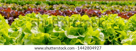 Green Lettuce leaves on garden beds in the vegetable field.  Gardening  background with green Salad plants in the open ground, banner. Lactuca sativa green leaves, closeup. Leaf Lettuce in garden bed