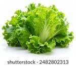 green lettuce leaves on white background for salad