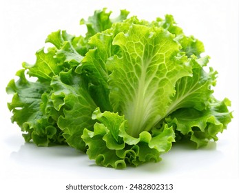 green lettuce leaves on white background for salad - Powered by Shutterstock