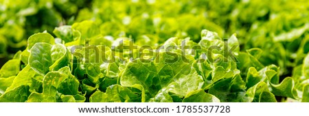 Green Lettuce leaves texture background. Lactuca sativa green leaves, closeup. Leaf Lettuce grow in garden bed, banner