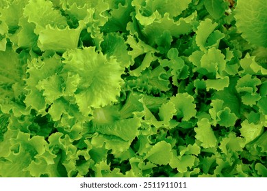 Green lettuce leaves, top view. Background from fresh leaf vegetables. Salad plant for poster, calendar, post, screensaver, wallpaper, postcard, banner, cover, website. High quality photography - Powered by Shutterstock