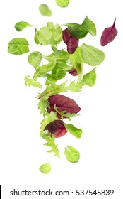 Green Lettuce Salad Leafs Isolated On White