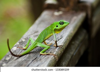 Green lezard